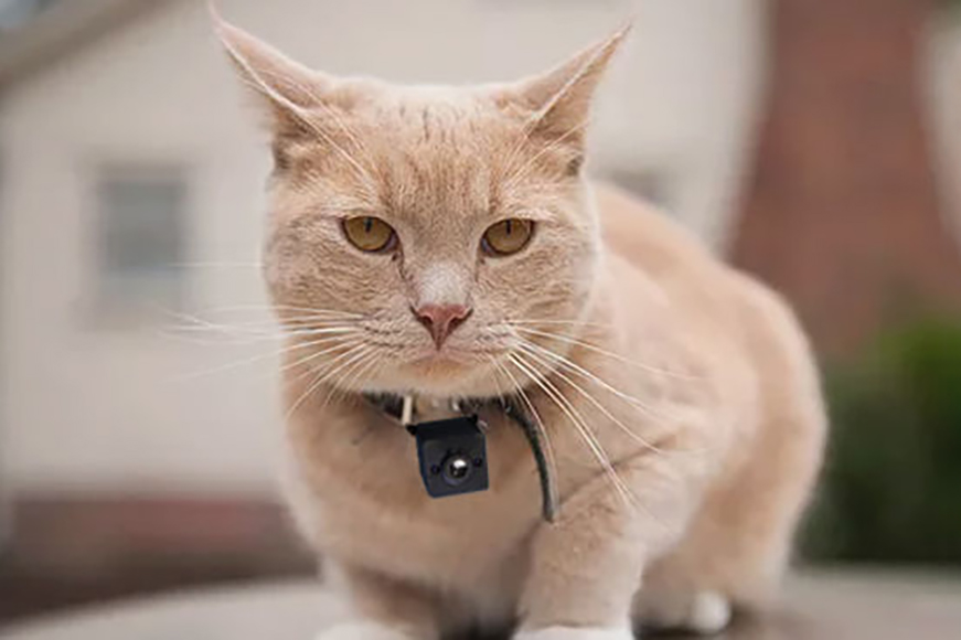 Beste kattenhalsbandcamera in 2023 voor het opnemen van kattenavonturen