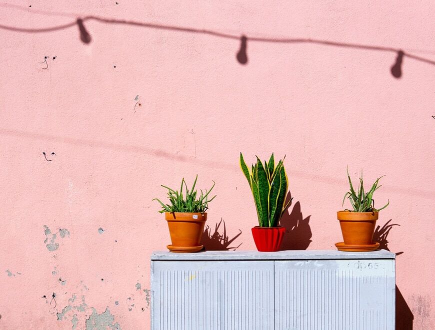 Afbeelding van cactussen tegen roze muur