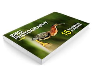 Vogelfotografie ebook