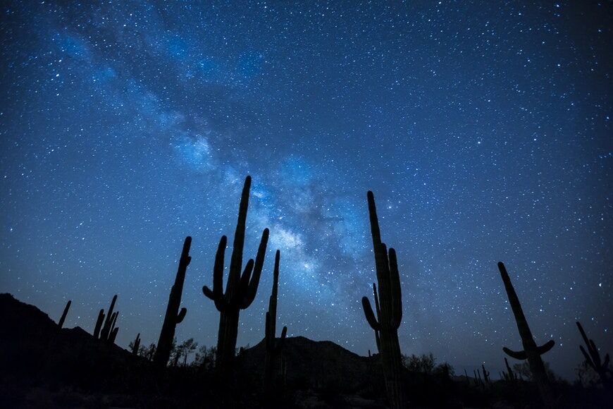 Foto van cactussilhouetten tegen de nachtelijke hemel