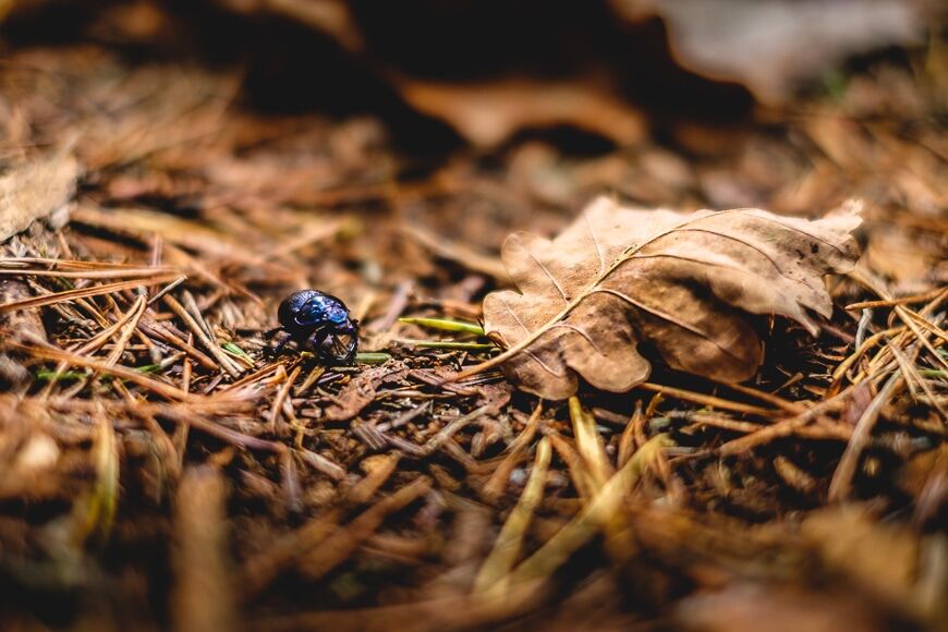Macro shot van een blauwe bug op bruine bladeren