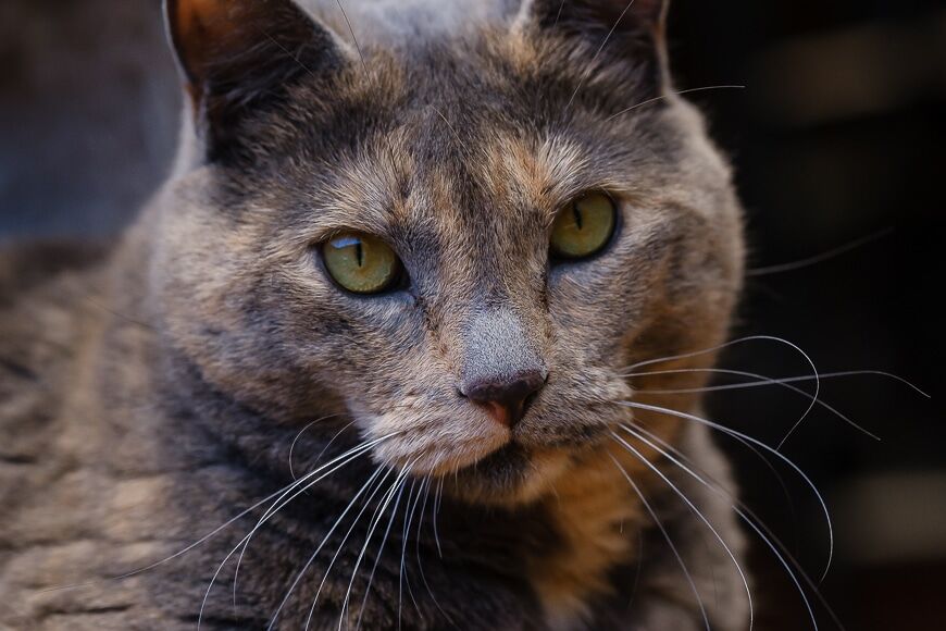 Close-up van kattengezicht
