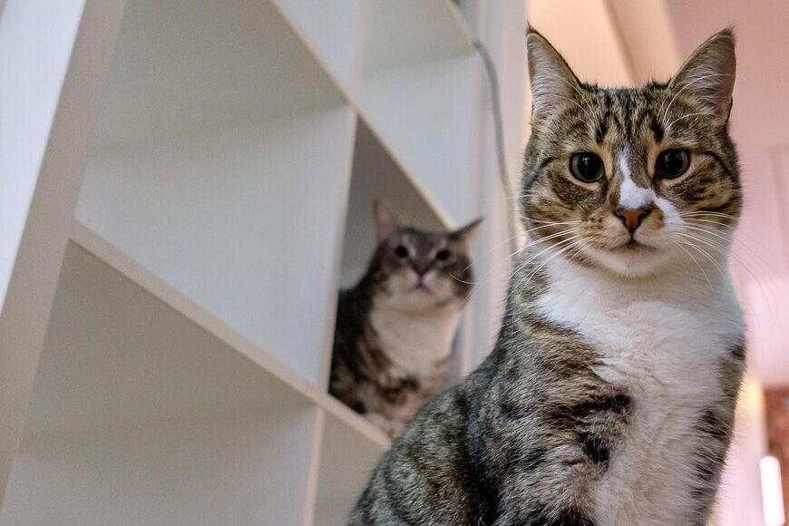 Kattenfotografie met twee huisdieren op de voor- en achtergrond
