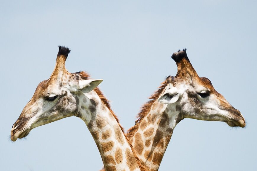 Twee giraffen die van elkaar wegkijken