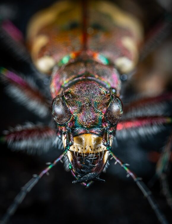 Macro close-up afbeelding van een vlieg