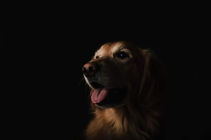 Donker verlicht portret van een hond