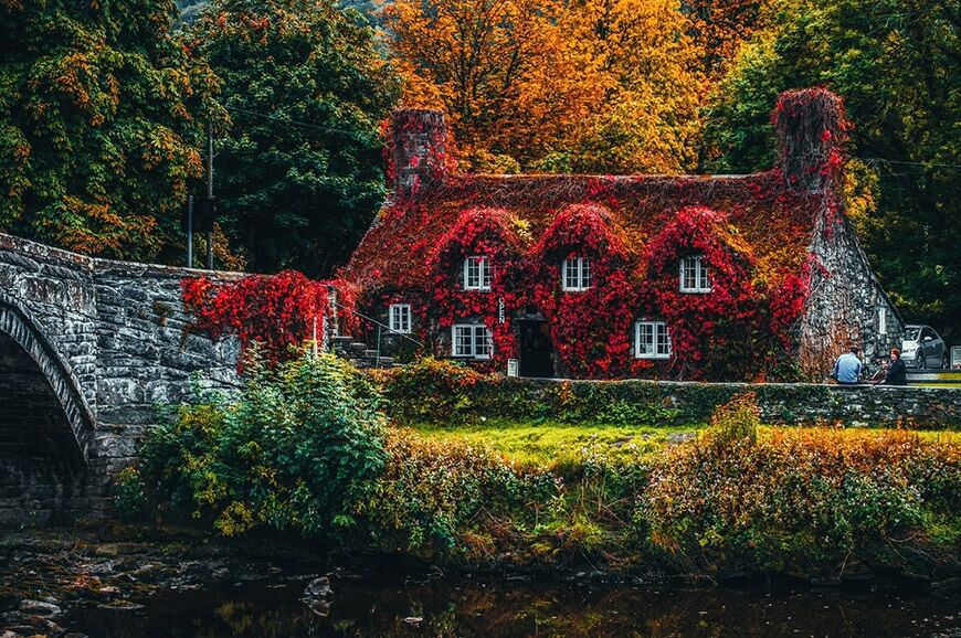 Rustiek huisje bedekt met rode bladeren