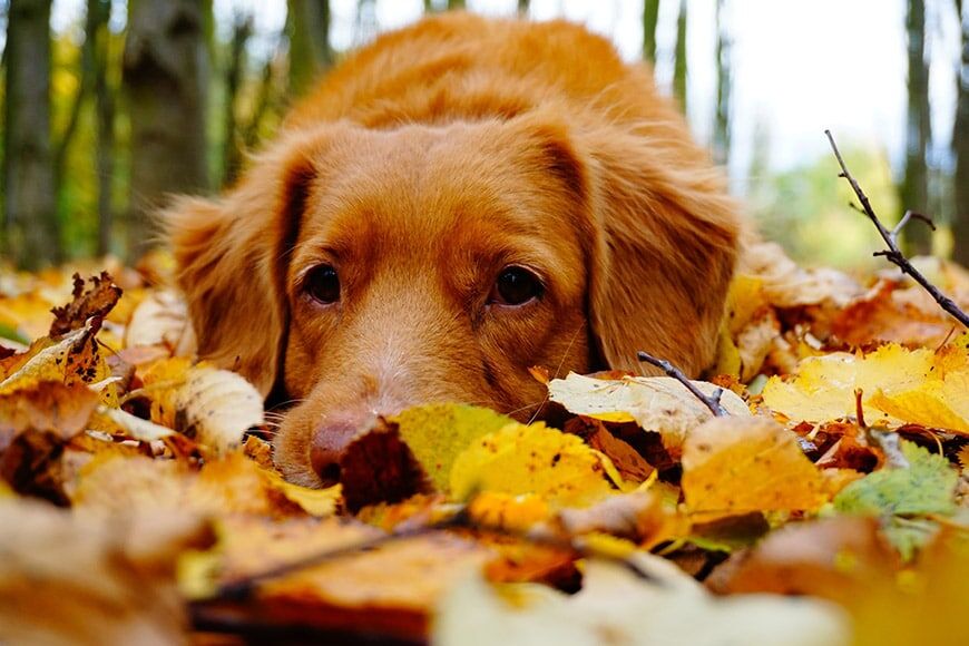 Huisdierfoto van hond die in bladeren ligt