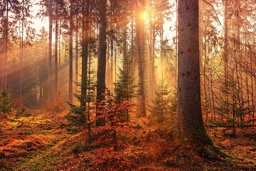Gouden zonlicht dat door bos filtert
