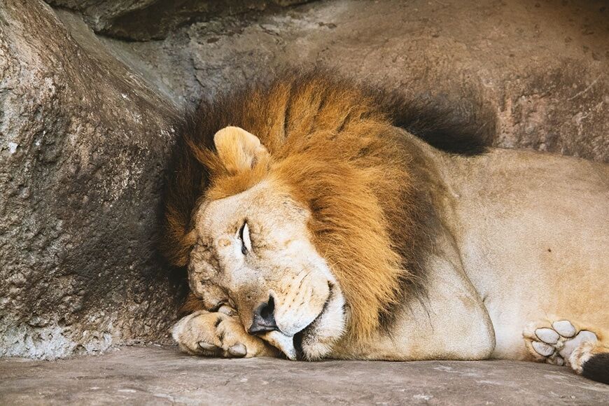 Mannelijke leeuw slapen