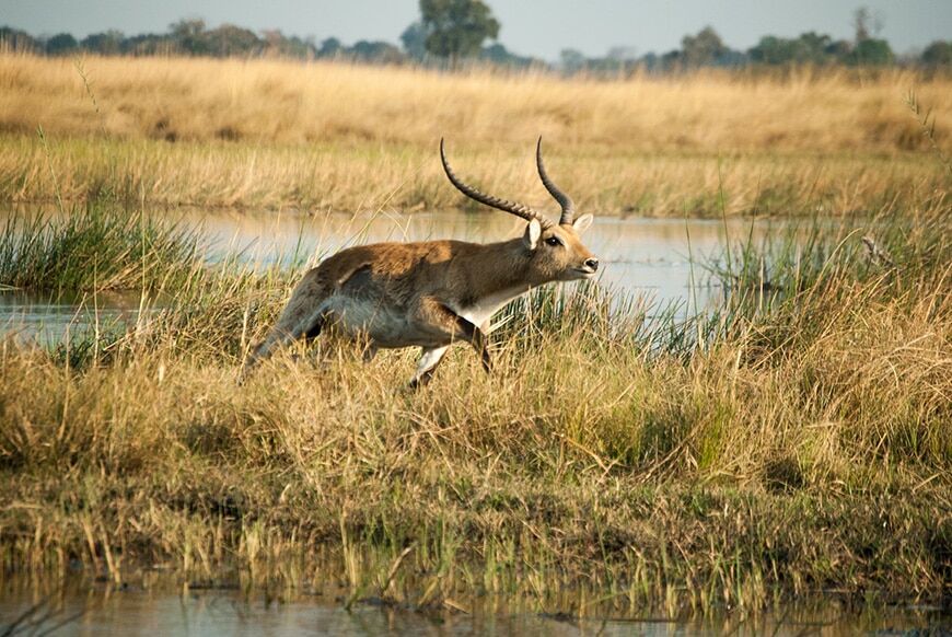 Springbok rennen in de wetlands