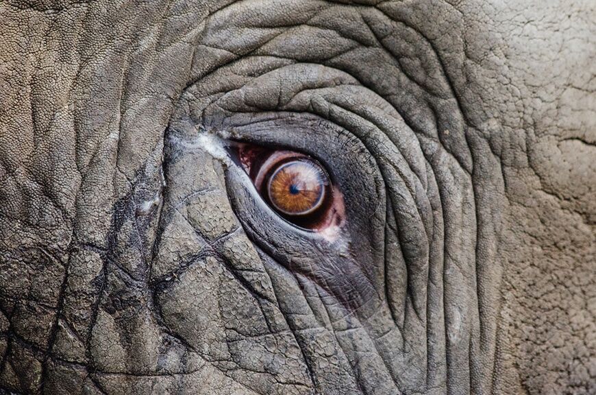 Detailfoto van olifantenoog
