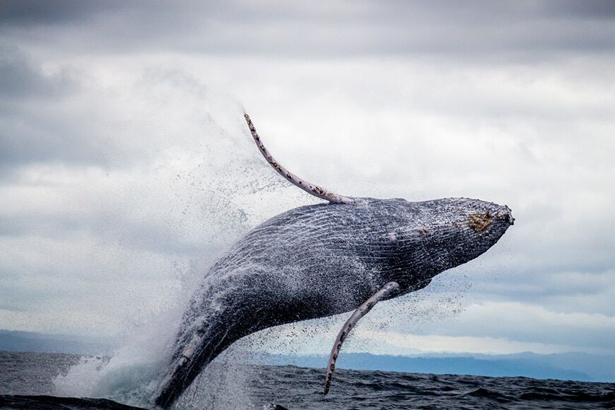 Wildlife fotografie van walvis breeching uit de oceaan 