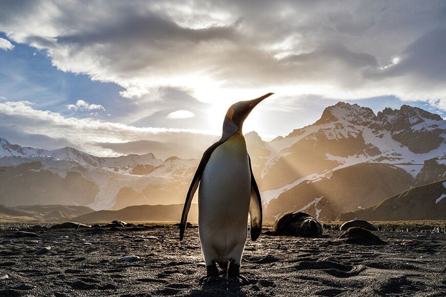 Pinguïn in gouden licht