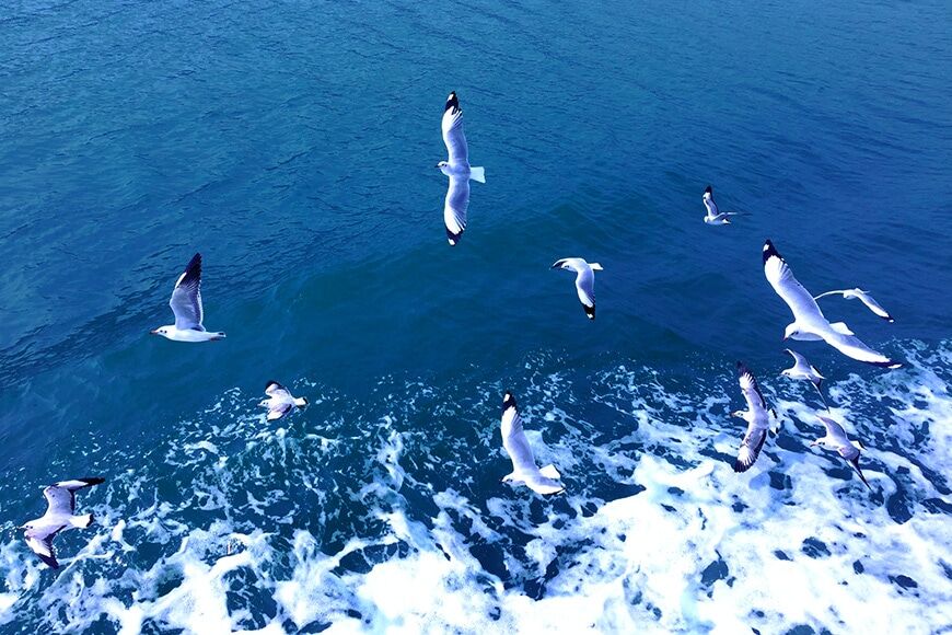 Zeevogels vliegen boven de oceaan