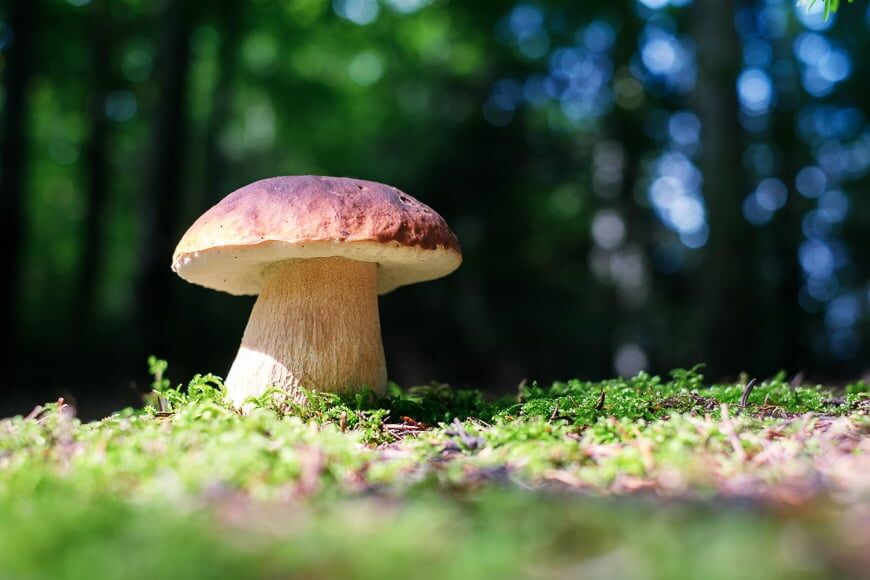 Wilde paddenstoel op mos.