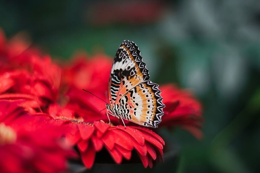 Macrofoto van vlinder met ondiepe scherptediepte.
