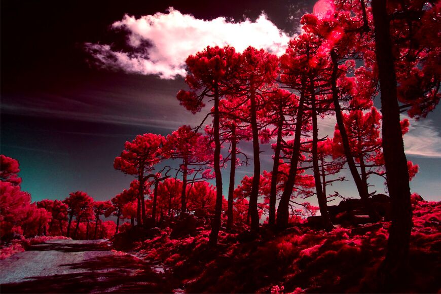 Bomen en lucht in digitaal infrarood