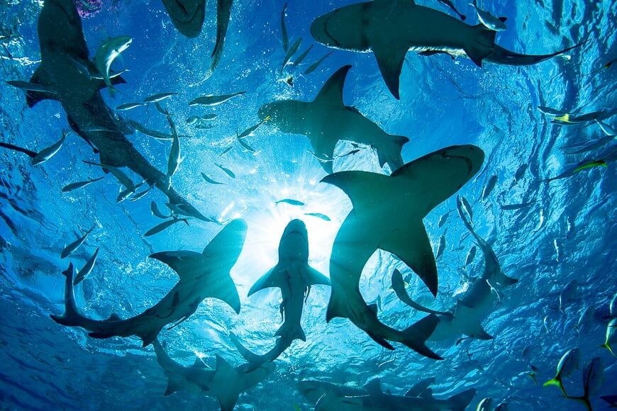 Onderwaterfotografie tips - maak foto's van onder je onderwerp voor prachtige silhouetten. Foto van haaien.
