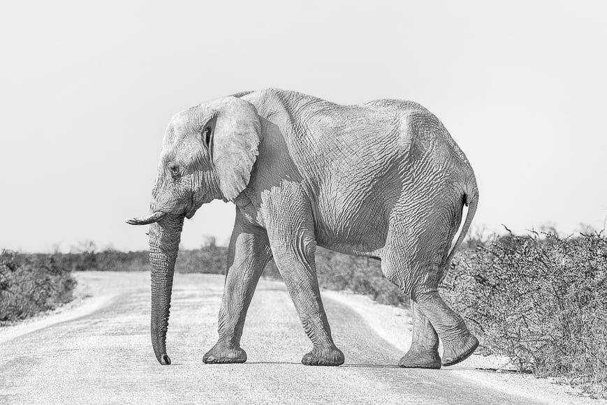 Zwart-wit fotografie van olifant. b w is afwezigheid van kleur.