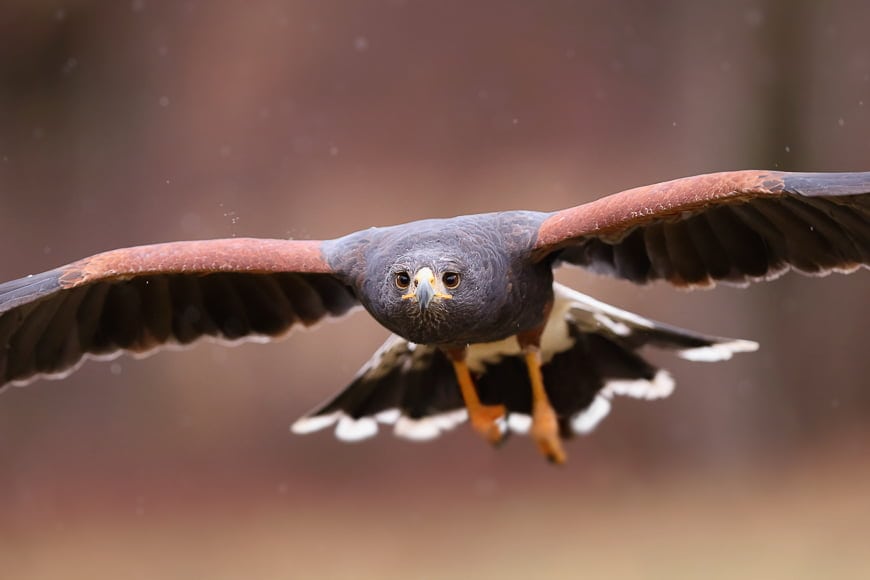 Vogels in vluchtfotografie van een harris havik