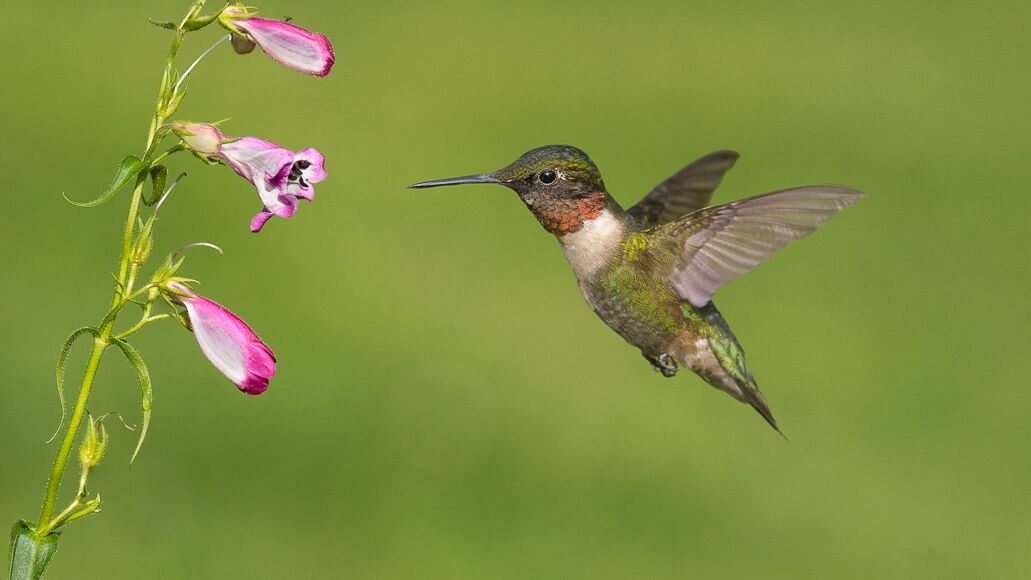 Vogels in vluchtfotografie: kolibries hebben een snelle sluiter nodig om het scherpstelpunt goed te krijgen.