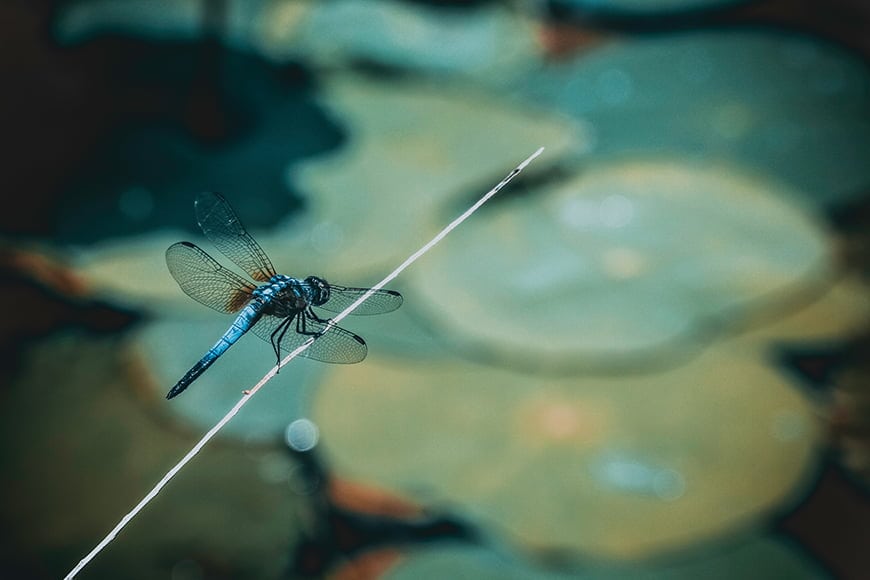 U kunt een zoomlens gebruiken of macrolens om libellen te fotograferen
