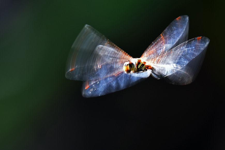 Libellen foto met beweging - focus op een van de belangrijke elementen