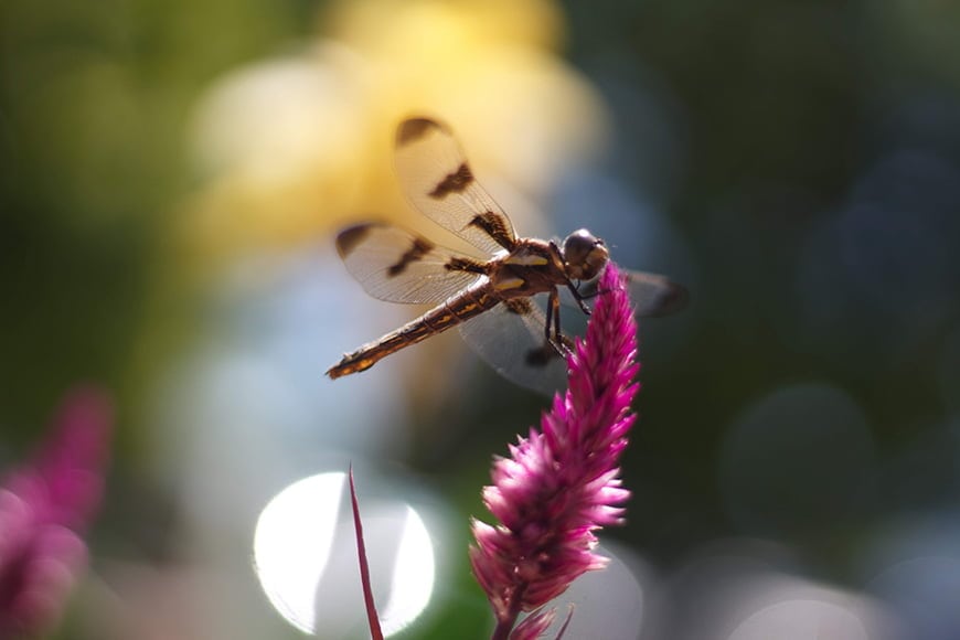 Libellen fotograferen met een onscherpe achtergrond en onderwerp in focus