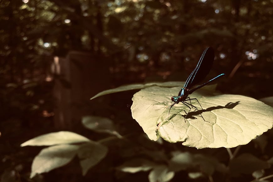Dragonfly fotografie met sepia tonen