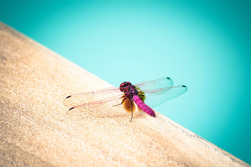 Als je van libellenfotografie houdt, probeer dan een van deze bewerkingstips