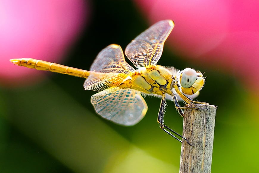 Dragonfly fotografie vereist focus en creativiteit