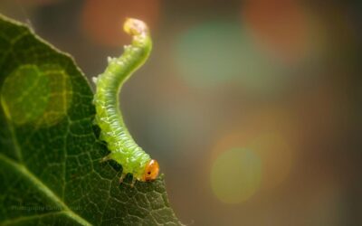 Insecten fotograferen: kleine beestjes groot in beeld