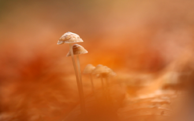15 fotolocaties voor het fotograferen van paddenstoelen