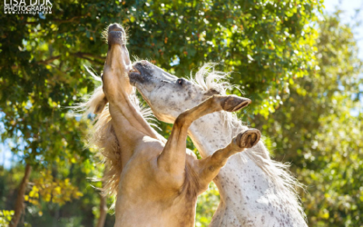 5 belangrijke basis tips voor paardenfotografie