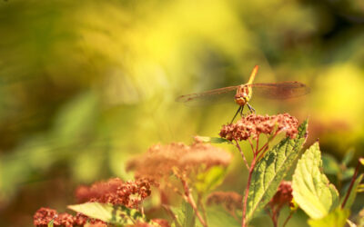 5 tips om libellen te fotograferen!