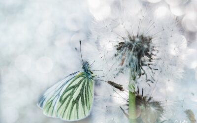 De vlindergids: vlinders fotograferen in vlindertuinen of in je eigen tuin