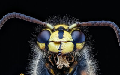 Macrofotografie in je eigen tuin: kleine dieren en insecten fotograferen