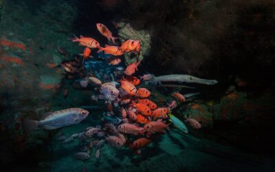 Vijf tips voor onderwaterfotografie