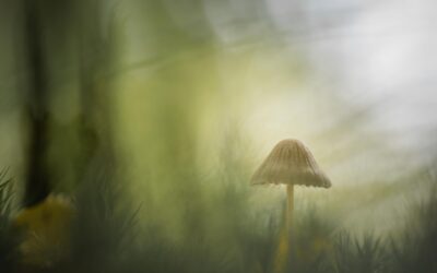 5 praktische tips voor de mooiste paddenstoelfoto’s