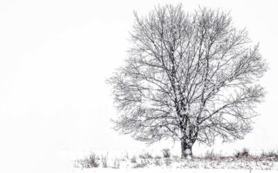 Bosfotografie bij grauw weer: op pad in de winter