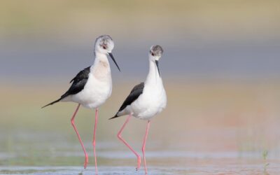 Door droogte zeldzame vogels fotograferen in Nederland