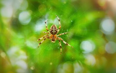 Macrofotografie aan het eind van de zomer: spinnen, juffers, sprinkhanen