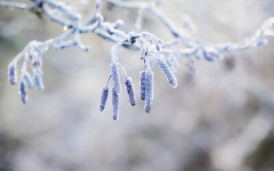 Op pad in de kou: tips voor bosfotografie in de winter