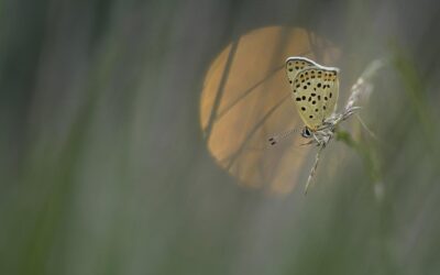 Vlinders fotograferen: de beste praktijktips