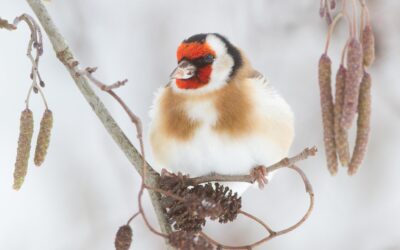 Vogels fotograferen: praktijktips voor verschillende situaties