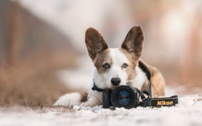 Wat je moet weten als je de stap van hobbyist naar professioneel fotograaf wilt maken